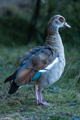 Egyptian goose female standing on land