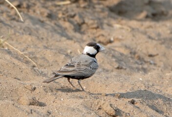 black-crowned sparrow-lark or Eremopterix nigriceps desert national park, India