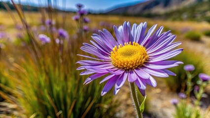 Wide-angle closeup of a single purple daisy Hoary Aster growing in a field of grass near Bishop CA in the Eastern Sierra
