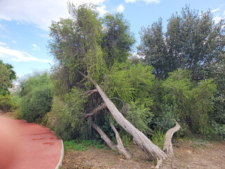 A tree of the bracelet honey myrtle (Melaleuca armillaris) in a city park in Mediterranean basin in...