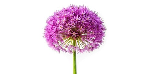Wide-Angle Globular flowering inflorescence of ornamental onion isolated on white background