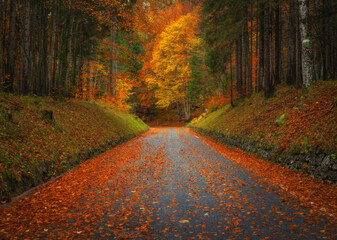 Fallen leaves covering a road in beautiful forest in autumn
