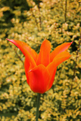 Red Tulip Blooming in the Garden
