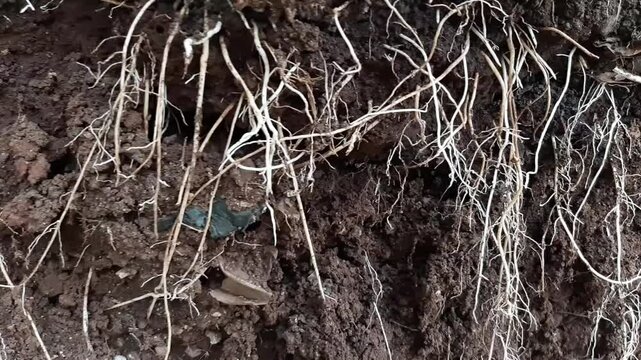 underground grassroots in the soil, grass with underground roots and soil