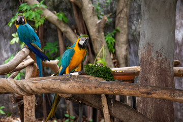 Two yellow breasted blue macaw bird perched on log in the zoo, Ara ararauna, Macaw eat green leafy vegetable.