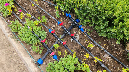 Multi-pipe drip irrigation system installed to irrigate  flowers in a city park