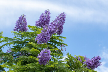 Blooming branches of jacaranda (Jacaranda mimosifolia) in Mediterranean nature in autumn
