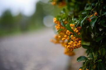 Pyracantha Orange Glow fruits in blur background