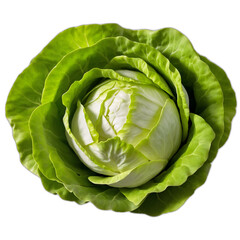 Fototapeta premium Green lettuce with transparent background