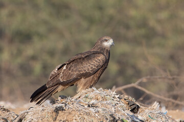Black-eared kite or Milvus lineatus at Jorbeer in Rajasthan, India