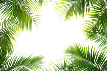 palm tree isolated on white background © Annamorphosis