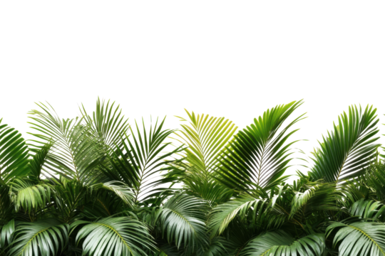 palm tree isolated on white background