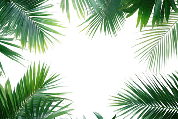 Fototapeta premium palm tree isolated on white background