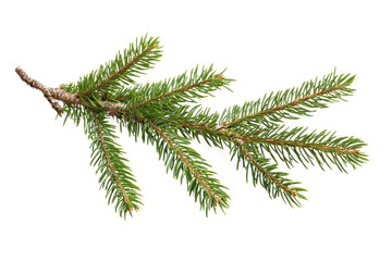 Obraz premium christmas tree branches