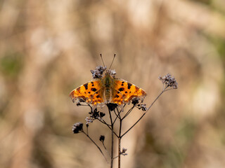 A Comma Butterfly With its Wings Open