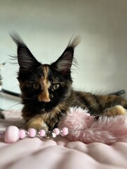 close-up of the muzzle of a Maine Coon kitten