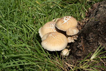 Mushrooms on the grass at the base of a black pepper tree in a park in the Mediterranean region in...