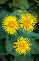 Yellow flowers blooming in the mountains in summer.
