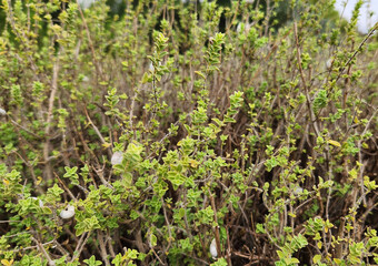 Oregano growing in a stony habitat in Mediterranean region in autumn