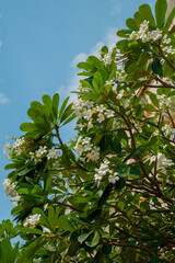 Tree with white frangipani plumeria flowers front of modern building. Selective focus.