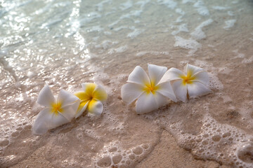 Fototapeta premium White frangipani plumeria flowers on sand at the beach front of the ocean waves background. Beautiful landscape scene for relaxation and advertising. Selective focus.