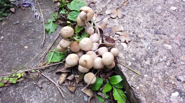 After heavy rain fungi is growing through a crack in a driveway in the England