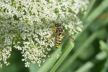 Guêpes polistes qui butine sur une fleur blanche en été, poliste dominula butinage
