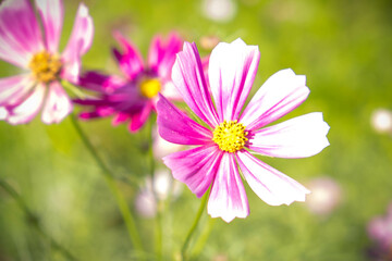Obraz premium Beautiful Cosmos Flowers Blooming in the Autumn Garden