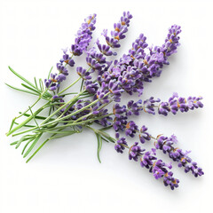 Photo of lavender flowers branch isolated on white background, real photo of purple lavender branch, high quality