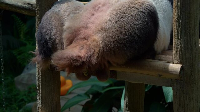 Close up shot of a giant panda, ailuropoda melanoleuca pooping while sleeping in the enclosure.