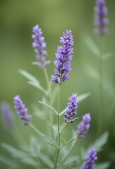 A delicate purple lavender with green leaves against a blurred green background