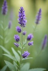 Obraz premium A delicate purple lavender with green leaves against a blurred green background
