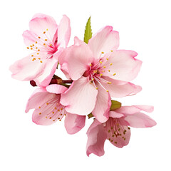 Beautiful sakura flowers isolated on white.