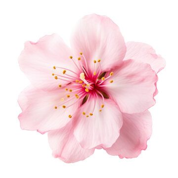 Beautiful sakura flower isolated on white.