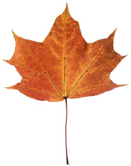 Red Autumn Maple Leaf isolated on a transparent background. Completely in focus.