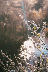 Autumn into Winter, with Frost on Leaves