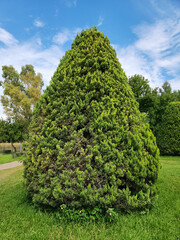 Chinese thuja,Oriental arborvitae, Chinese arborvitae, biota or Oriental thuja (Platycladus orientalis) in a city park  © cilicia