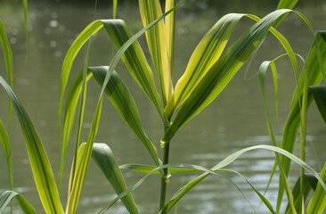 Reed canary grass (Phalaris arundinacea) by the lake in a botanical garden in Mediterranean region