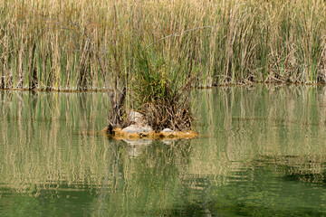 Reeds and turtle sitting rocks  in a lake in a botanical garden in Mediterranean region in autumn