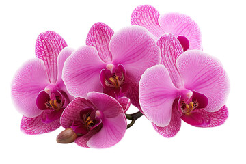 Obraz premium Vibrant pink orchids, macro photography, white background, delicate petals, botanical illustration, high detail, soft lighting, phalaenopsis orchid, floral arrangement, studio shot, crisp focus