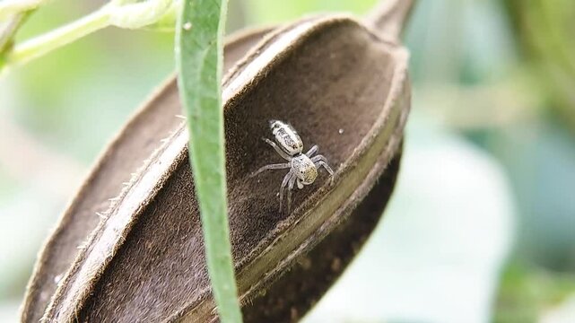 Frigga quitensis (Family Salticidae). High quality close-up video.