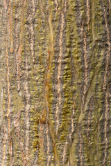 Obraz premium Bark texture of the coral bean tree (Erythrina lysistemon) as background