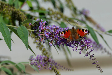 European peacock butterfly (Aglais io) perched on summer lilac in Zurich, Switzerland