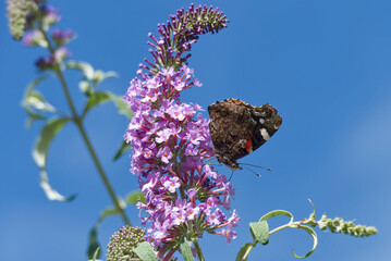 Red admiral butterfly (Vanessa Atalanta) perched on summer lilac in Zurich, Switzerland
