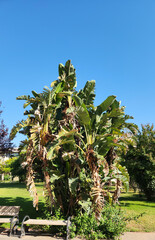 In a city park, the wild banana or giant white bird of paradise (Strelitzia nicolai), is a species...
