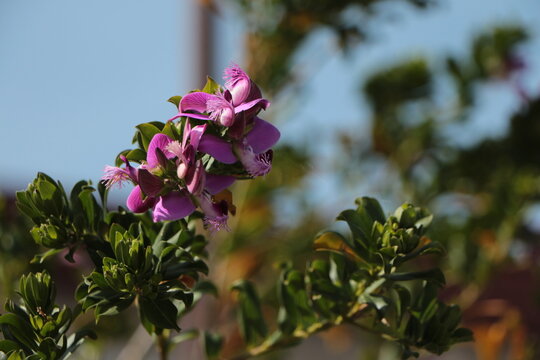Polygala myrtifolia plant. The myrtle leaf milkwort. Pink flowers of a Myrtle-leaf milkwort plant growing in a garden. 