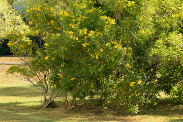 A blooming yellow trumpetbush, yellow bells, yellow elder (Tecoma stans) in a city park in Mediterrenean basin in autumn