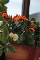 Blooming Kalanchoe close-up. orange flowers of Kalanchoe. Home flowers. Kalanchoe plant with orange flowers, Kalanchoe blossfeldiana. Widow's-thrill flowers.	

