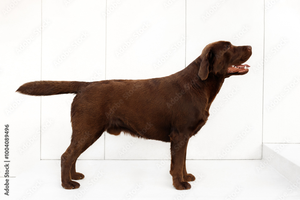 Wall mural chocolate labrador retriver exterior stand on white background