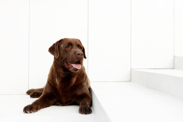 chocolate labrador retriver lie portrait on white background